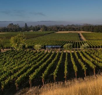 Gunbun vineyard during the afternoon