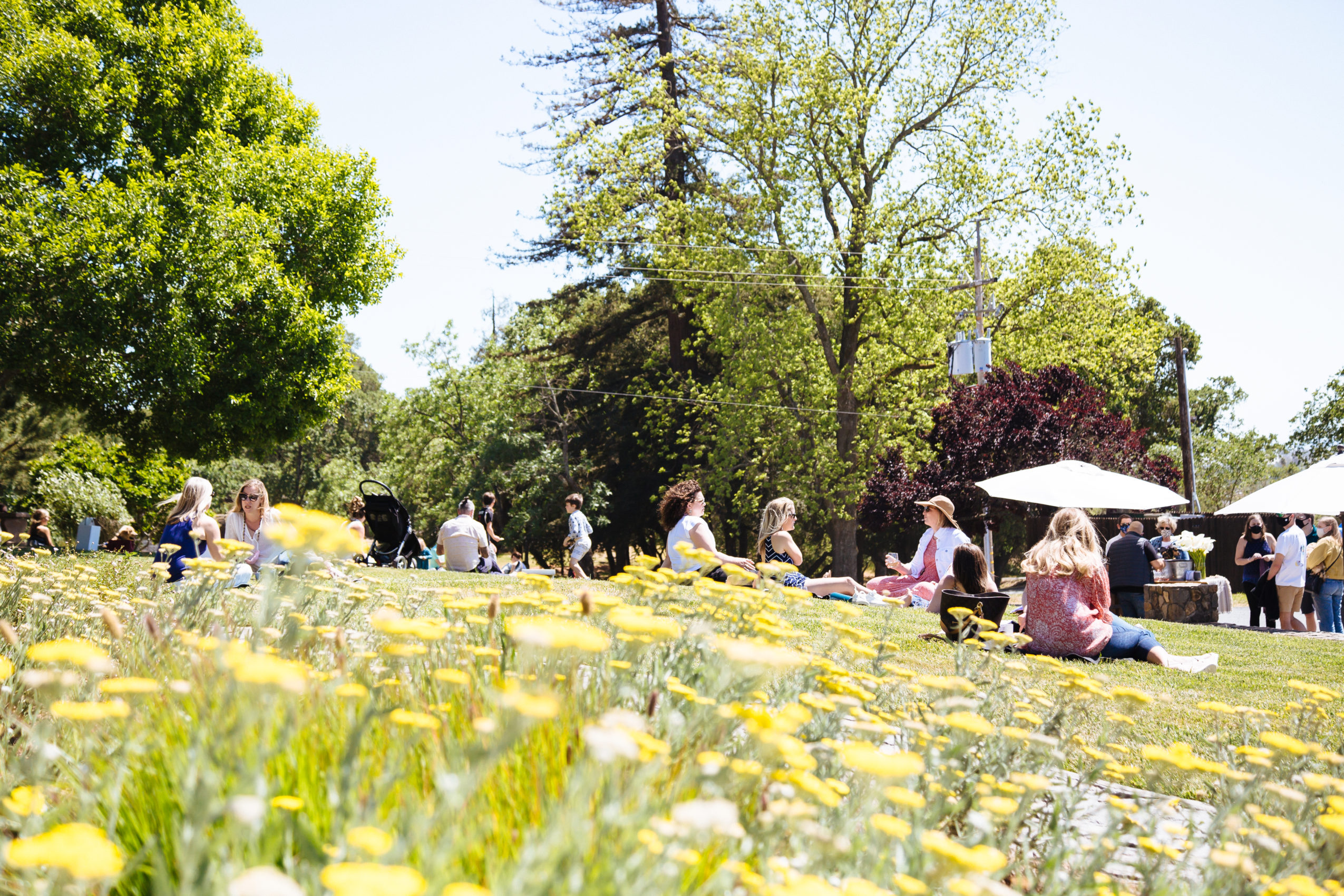 yellow flower field with people sitting on the ground in the distance