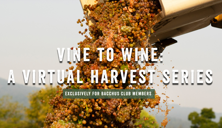 Harvesting a bunch of grapes promotional material