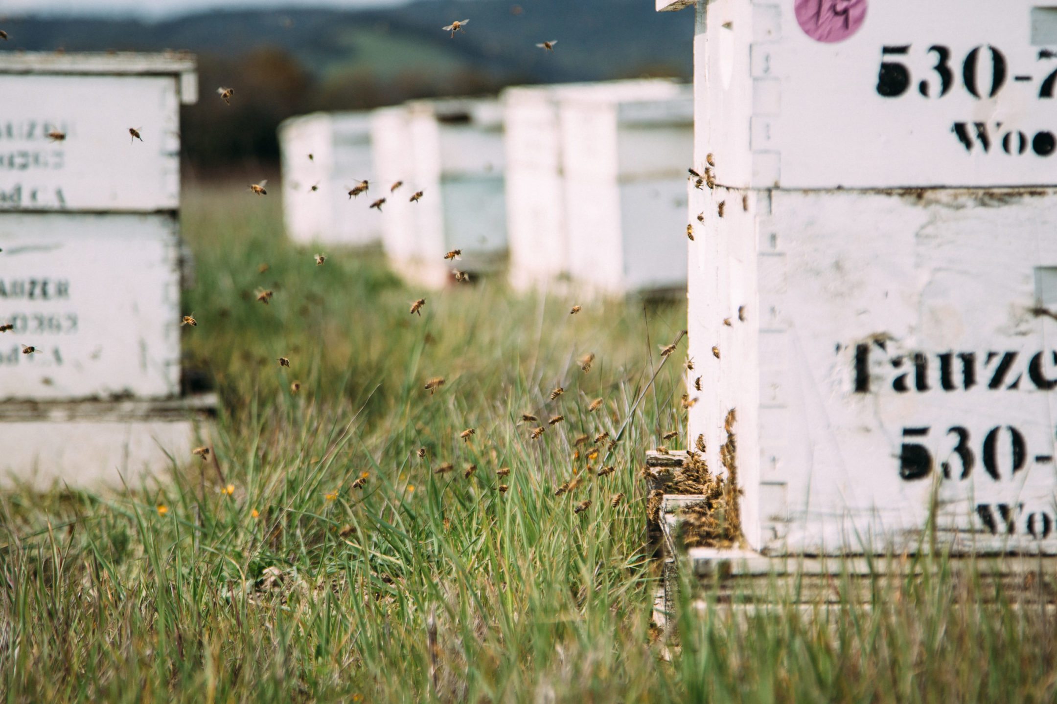 Bees and hives
