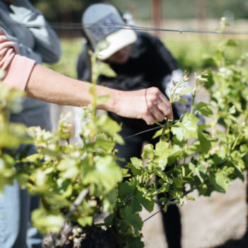 Arm in orange shirt touchinng a young grape vine sprout on a vine