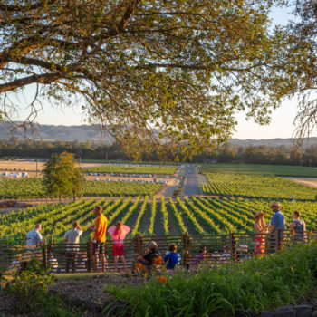 People standing on a hill behind a picket fence looking out over vineyards below