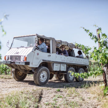 White all-terrain vehicle with people in it on a dirt road in a vineyard