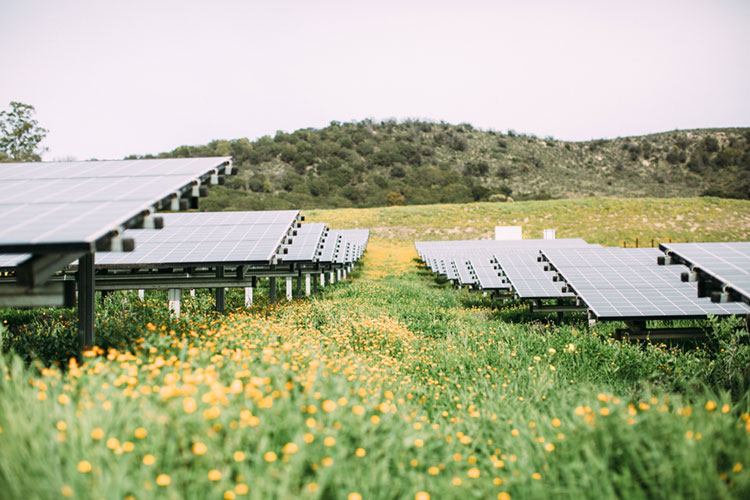 Solar panels in a field with yellow flowers around them and hills with trees in the background